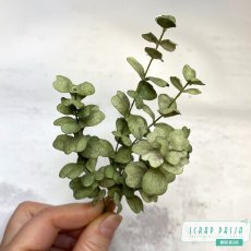 Eucalyptus leaves